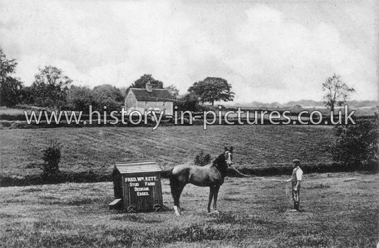 Thoroughbred Horse, Suspender, Fred Wm. Kett, Stud Farm, Dedham, Essex. c.1907